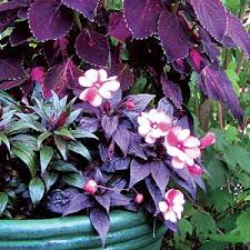 What To Plant In The Shade Colorful Plants Shade Flowers Shade Plants