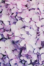 Weddings Hydrangea Wallpaper Flower Backgrounds Flower Wallpaper