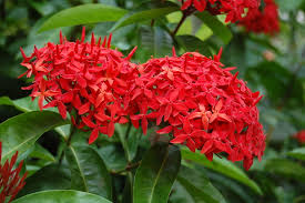 Image result for Ixora praetermissa