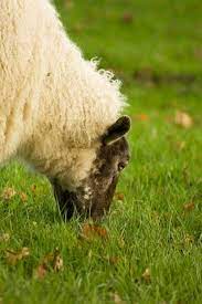 Enterotoxemia The Overeating Disease In Sheep And Goats Thefencepost Com