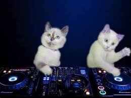 Saturday night live, a sketch comedy/variety show, first aired in 1975. Yay Its Caturday Night Live House Djs Bestfriends Memes Snoopy Liebe Liebe