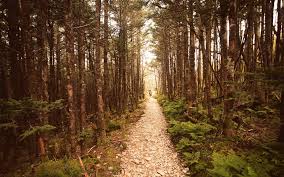 Forest Woods Wallpaper Path Through The Woods Wooded Landscaping Landscape Wallpaper Wood Wallpaper