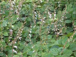 Image result for Plectranthus verticillatus