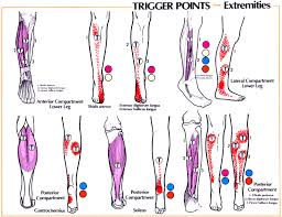 Trigger Point Referral Patterns Balance In Motion Bodywork