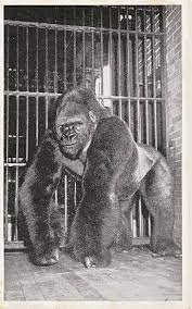 Bushman Lincoln Park Zoo Lincoln Park Zoo Brookfield Zoo Chicago History