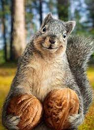 Grab This Year By The Walnuts Happy Birthday Cute Squirrel Cute Animals Animals Beautiful