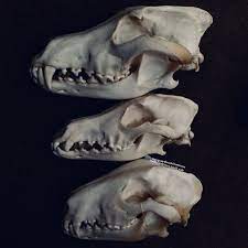 #vulture culture #dog skull #borzoi skull #french bulldog skull #bulldog skull. Roadkillandcrows Eurasian Wolf Borzoi And Bull Terrier Skull