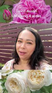 The Pilgrim Climbing Rose David Austin