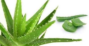 Cilt Ve Sac Icin Aloe Vera Maskesi Tarifi Vipbakim Peeling Skin Aloe Vera For Skin Aloe Vera
