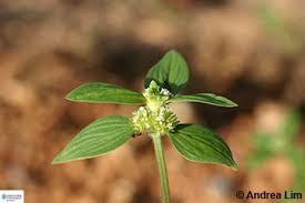 Image result for Spermacoce