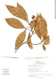 Image result for Chionanthus niloticus