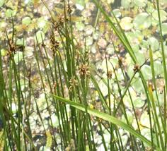 Image result for Schoenoplectiella roylei