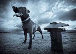 Maybe you would like to learn more about one of these? Microsoft Eats Its Own Tasty Cloud Dog Food Ars Technica