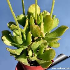 Image result for Alysicarpus zeyheri