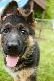 Choosing a puppy is a huge commitment. German Shepherd Puppies Ny Pets Lovers