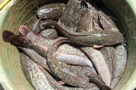 Ikan lele eremophilus mutisii savanna, ikan, hewan, fauna, ekor png. Artikel Fakta Unik Ikan Lele Ikan Berkumis Dengan Cita Rasa Lezat