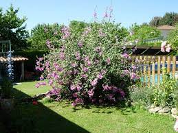 Lavatera In 2021 Garden Pictures English Cottage Garden Cottage Garden