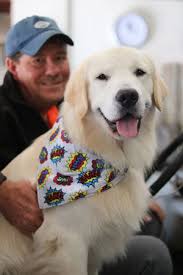 As a registered golden retriever breeder for over 30 years, our family prides itself on raising exceptional family pets. Golden Retriever George Named 2020 Dog Of The Year Gcmonline Com
