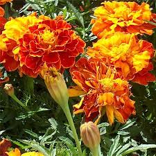 French marigold sendiri tidak hanya dijadikan bunga hias saja karena kemajuan teknologi dan ilmu. 10 Tanaman Pengusir Nyamuk Menanam Tanaman Bunga