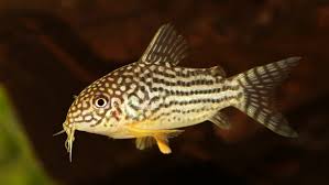 How To Do An Emergency Fish-In Cycle With A Betta Fish