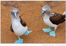 Bird With Blue Feet Galapagos Pin On Products I Love