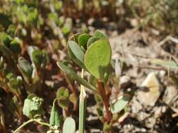 100g di portulaca contengono circa 350 ecco alcuni consigli per far crescere al meglio le tue piantine. Portulaca Oleracea For Your Skin Here S Why