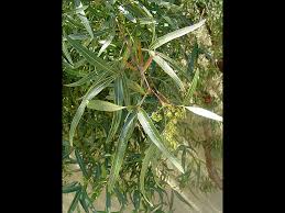 Image result for Salacia rhodesiaca