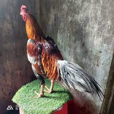 Museumayam sebagai agen judi sabung ayam online terpopuler indonesia dengan minimal taruhan hanya 10ribu saja. Pakhoy 3 2kg Ayam Baka Besar Farm Facebook