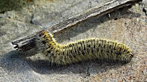 INSECTOS TÓXICOS | El cambio climático adelanta la llegada de la oruga  procesionaria: reacciones alérgicas, tratamiento y prevención