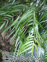 Image result for Adenocarpus mannii