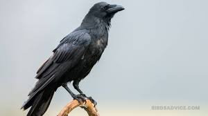 Play that recording several times a day until they stop showing up. How To Get Rid Of Crows 12 Easy Methods With Pictures