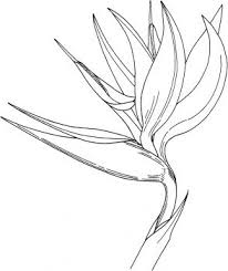 Transparent Bird Of Paradise Flower Drawing Bird Of Paradise Flower Coloring Page Super Coloring Bird Of Paradise Tattoo Birds Of Paradise Flower Bird Watercolor Paintings