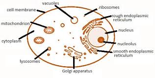 Differences between plant and animal cell components of a eukaryotic cell an eukaryotic cell is composed of various cell components as cell membrane, cell wall (only in plants), mitochondria. Cbse Ncert Notes Class 11 Biology Cell The Unit Of Life