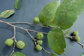 Image result for Guazuma