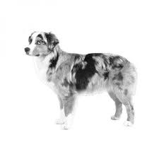 Miniature American Shepherd Dog Breed Information