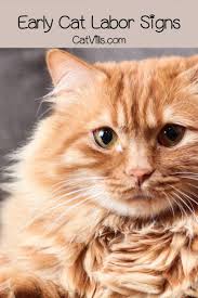 If You Happy And You Know It Say Meow Pin On Cat Care And Health