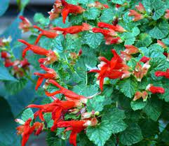 Pin On So Many Salvia S
