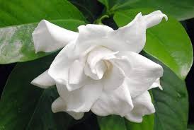 (2nd verse) ibarat gadis desa. 25 Jenis Bunga Melati Paling Indah Wanita22