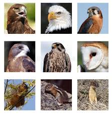 Birds Of Prey Pictures And Names Predators And Prey Collage Predator Birds And Their Prey Nine Image Collage Sponsored Collage Prey Predators Predator Image Collage Prey Predator