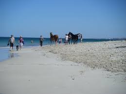 I Love To Take Visitors Or Just Toby To The Horse And Dog Beach Near Hillary S Boat Harbour Perth Western Au Life In Paradise Western Australia Dog Beach