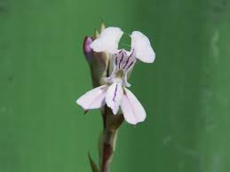 Image result for Disa equestris