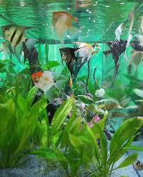 Scalaires En Bac Plante In 2020 Aquarium Fish Tropical Fish Fish Aquarium Decorations