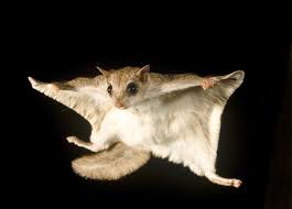 Flying Squirrels Do Not Actually Fly Although They Are Able To Stay In The Air For A Long Period Of Time When Gliding From Tr Flying Squirrel Squirrel Animals