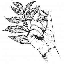 Coffee Bean Tree Branch Vintage Coffee Engraved Style Iskusstvo Prigotovleniya Kofe Kofejnye Illyustracii Vintazh Kofe