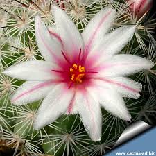Cactus flowers wilt rather quickly so it is not possible to root them in a short span of time. Mammillaria Slevinii Syn Mammillaria Albicans