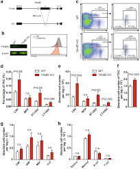 suppression of m 6 a reader ythdf2 promotes hematopoietic