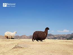 Check spelling or type a new query. Discovering The Inca Empire National Peru Travel