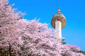 Taman celosia happy and fun juga dilengkapi hanbok pakaian tradisional korea selatan yang bisa disewa oleh pengunjung dengan biaya rp 50.000. 4 Kota Terindah Menikmati Bunga Sakura Di Korea Selatan Futuready