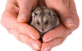 Quanto Tempo Vive Um Hamster