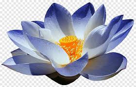 Blue lotus flowers near me. Purple Lotus Flower Art Nelumbo Nucifera Egyptian Lotus Flower Blue Lilium Blue Lotus Purple Blue Png Pngegg